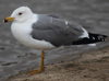 Larus armenicus